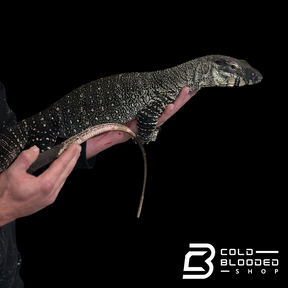 Adult Male Lace Monitor - Varanus varius