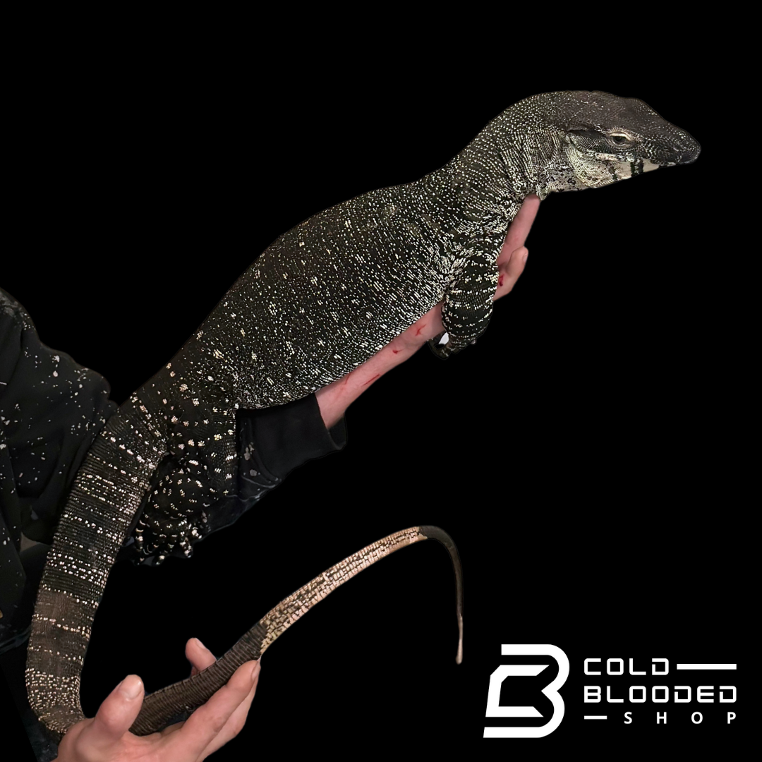 Adult Male Lace Monitor - Varanus varius