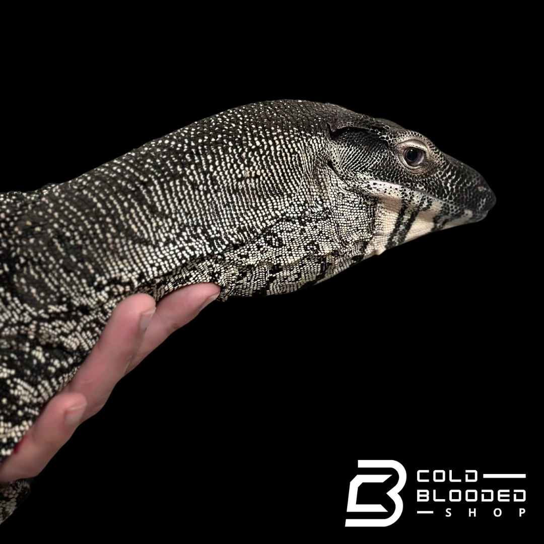 Adult Male Lace Monitor - Varanus varius