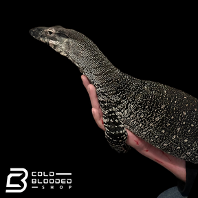 Adult Male Lace Monitor - Varanus varius