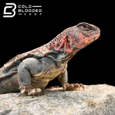 Sub-Adult Ocellated Uromastyx - Uromastyx ocellata