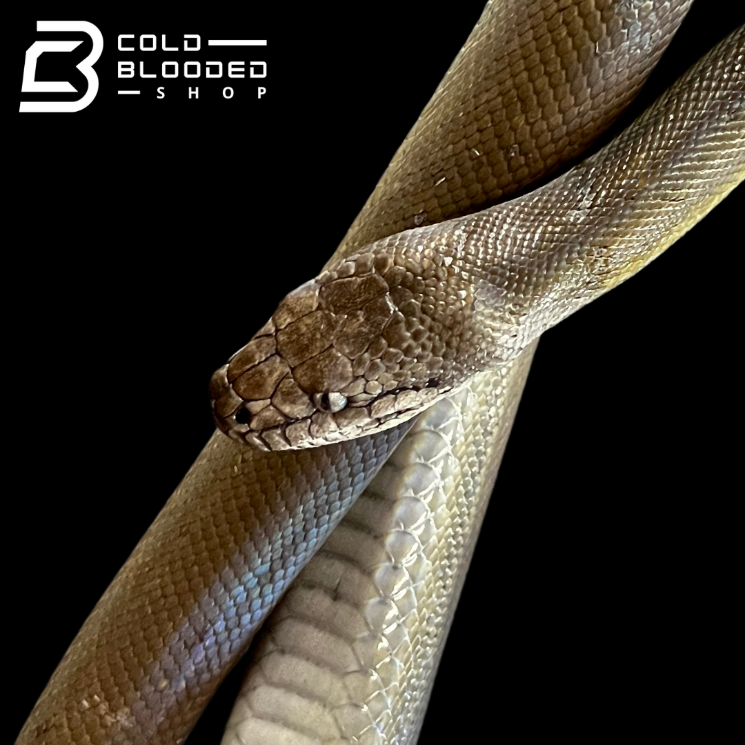 Adult Male Papuan Python - Apodora papuana