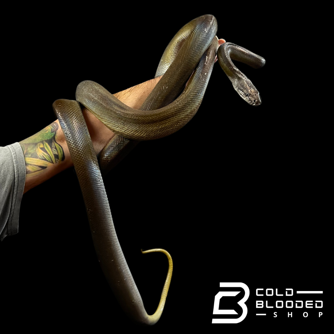 Papwan Python Adult Male Papuan Python - Apodora papuana