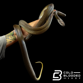 Adult Male Papuan Python - Apodora papuana