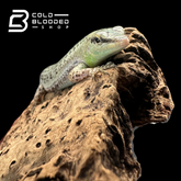 Olive tree skinks - Dasia Olivacea