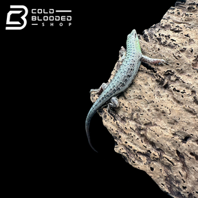 Olive tree skinks - Dasia Olivacea