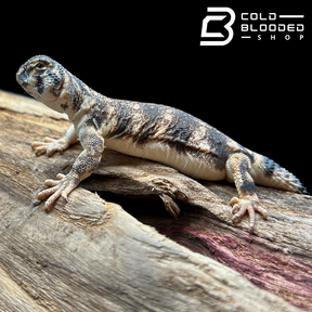 Juvenile Omani Spiny-tailed Lizards - Uromastyx thomasi - Cold Blooded Shop