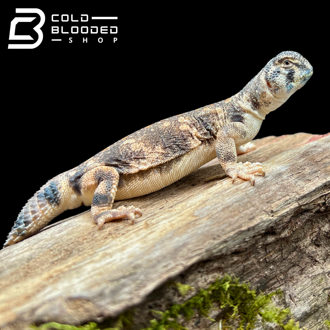 Juvenile Omani Spiny-tailed Lizards - Uromastyx thomasi - Cold Blooded Shop
