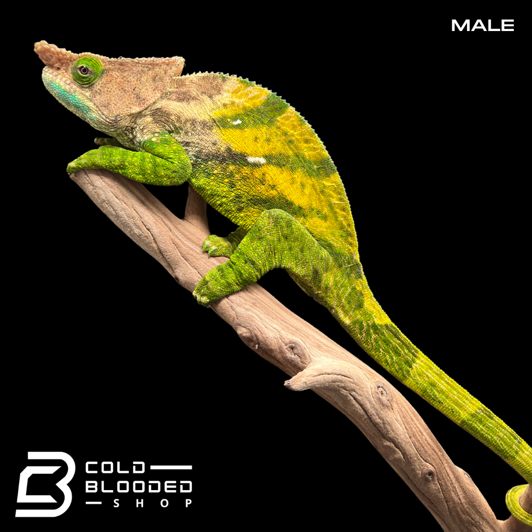 Pair of O'Shaughnessy's Chameleons - Calumma oshaughnessyi