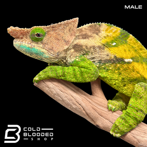 Pair of O'Shaughnessy's Chameleons - Calumma oshaughnessyi