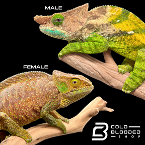 Pair of O'Shaughnessy's Chameleons - Calumma oshaughnessyi