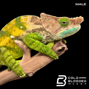 Pair of O'Shaughnessy's Chameleons - Calumma oshaughnessyi