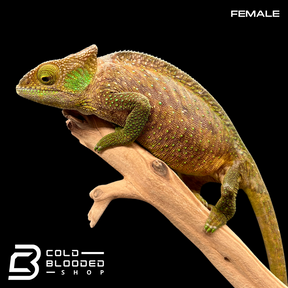 Pair of O'Shaughnessy's Chameleons - Calumma oshaughnessyi