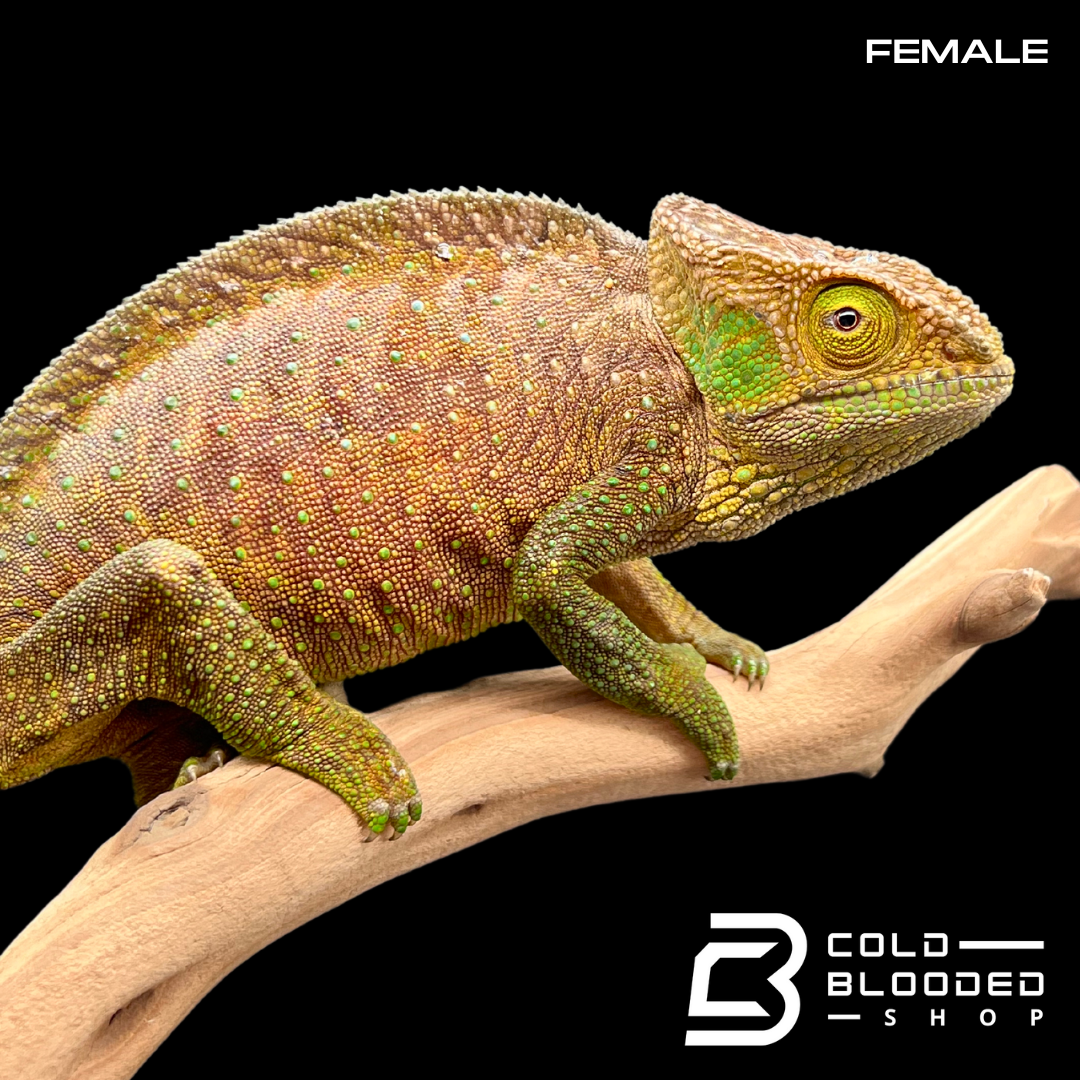 Pair of O'Shaughnessy's Chameleons - Calumma oshaughnessyi