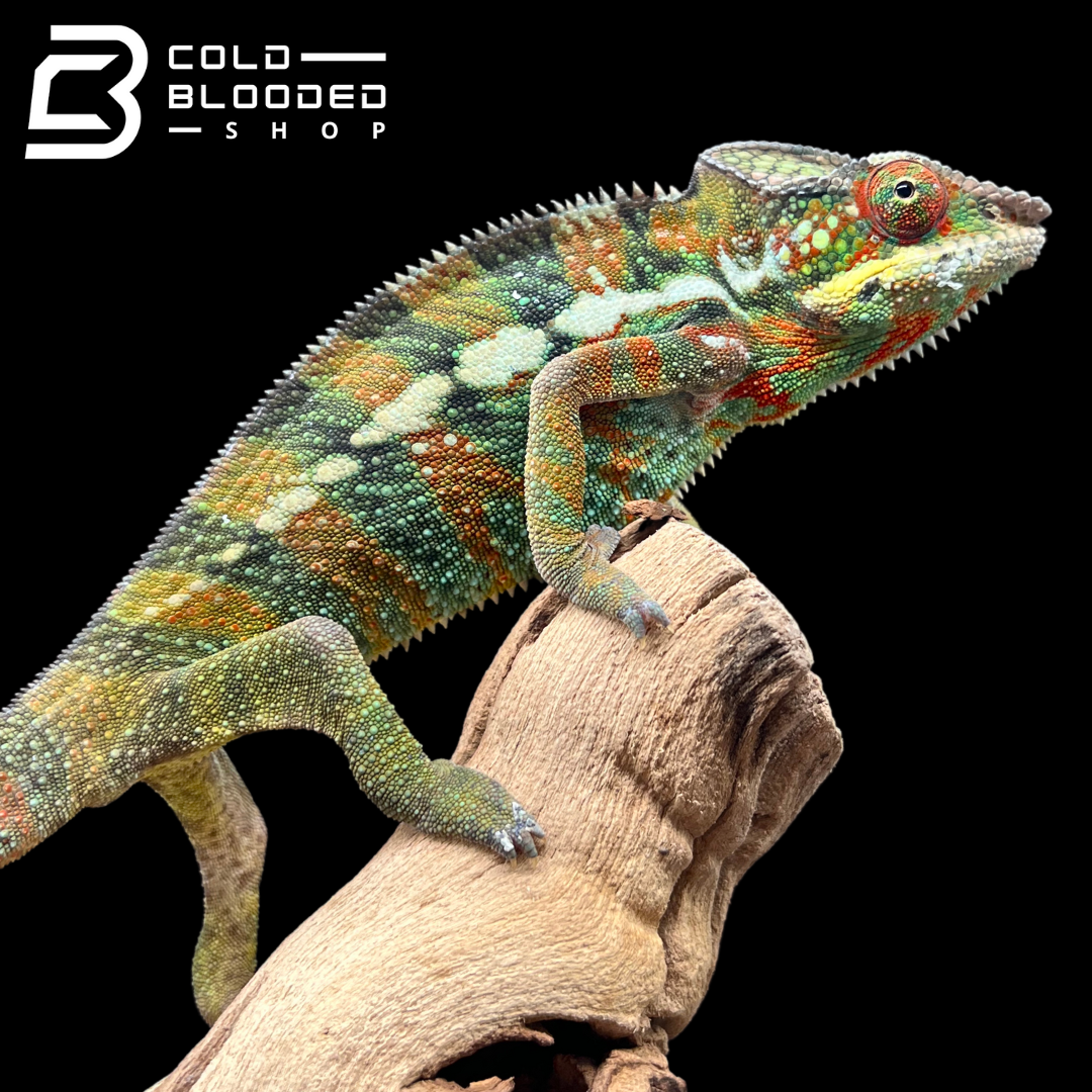 Panther Chameleon - Furcifer pardalis #10 - Cold Blooded Shop