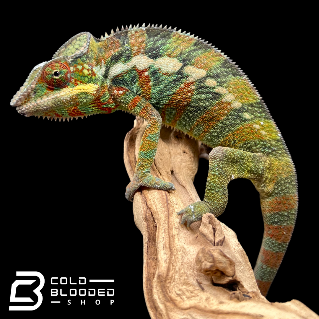 Panther Chameleon - Furcifer pardalis #10 - Cold Blooded Shop