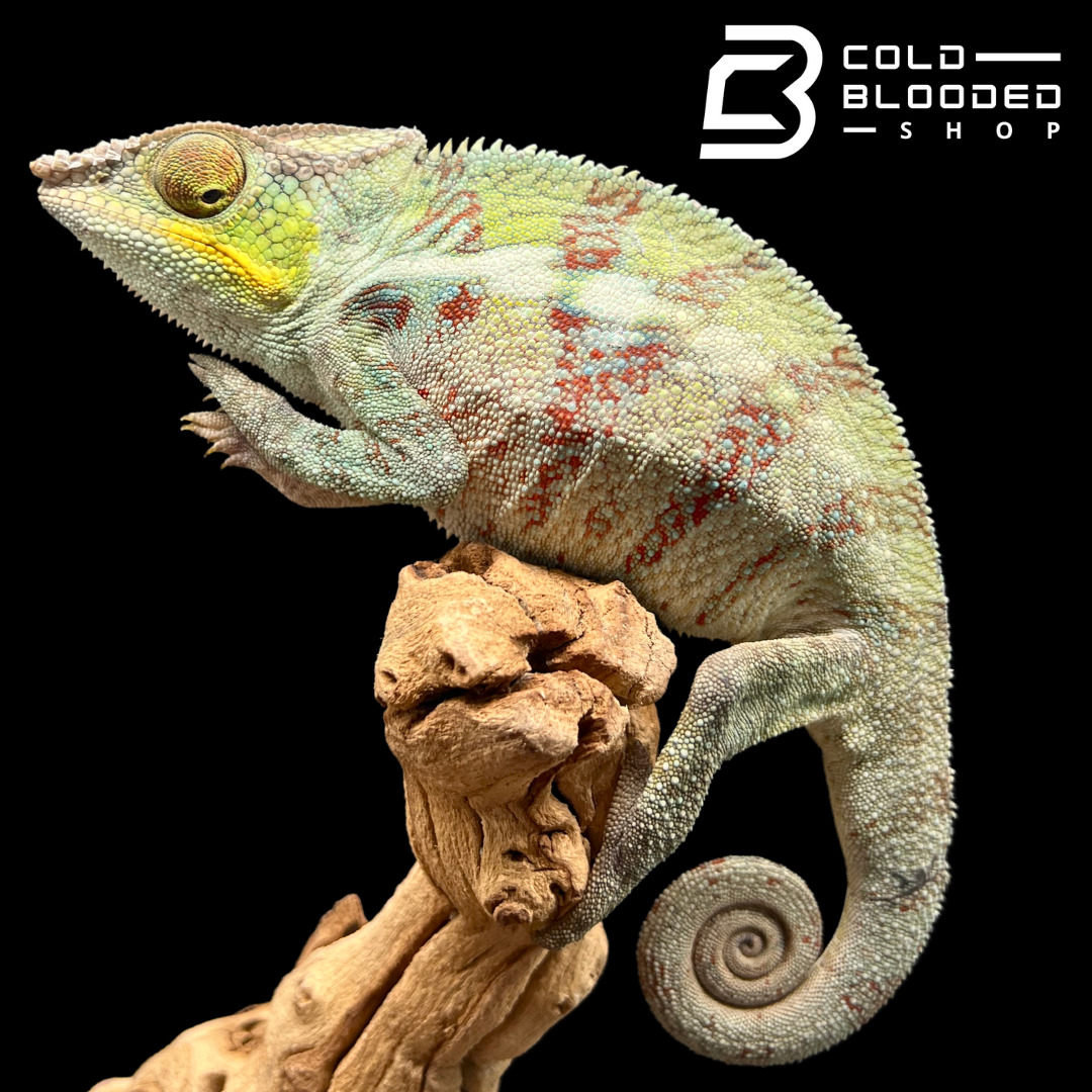 Panther Chameleon - Furcifer pardalis #11 - Cold Blooded Shop