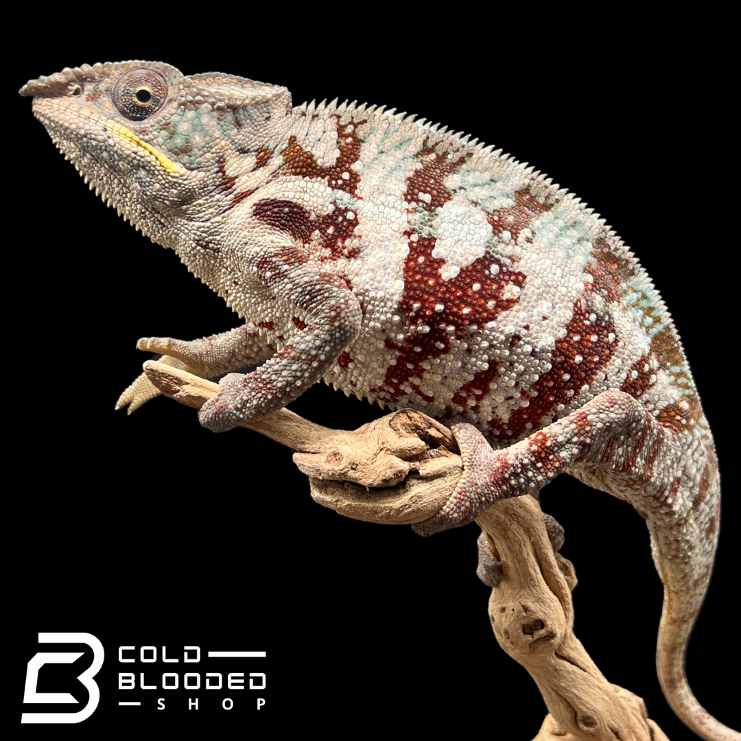 Panther Chameleon - Furcifer pardalis #12 - Cold Blooded Shop