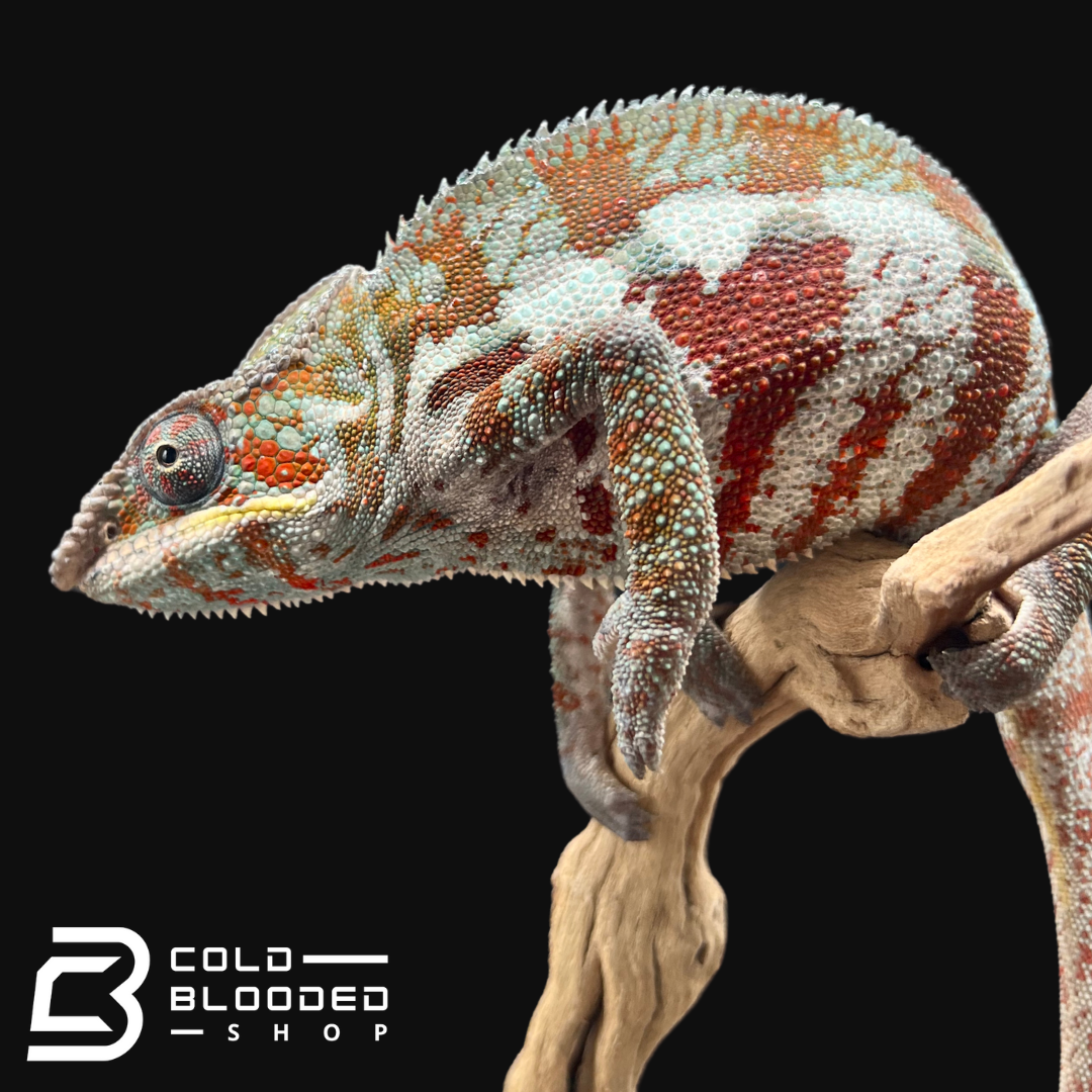 Panther Chameleon - Furcifer pardalis #2 - Cold Blooded Shop