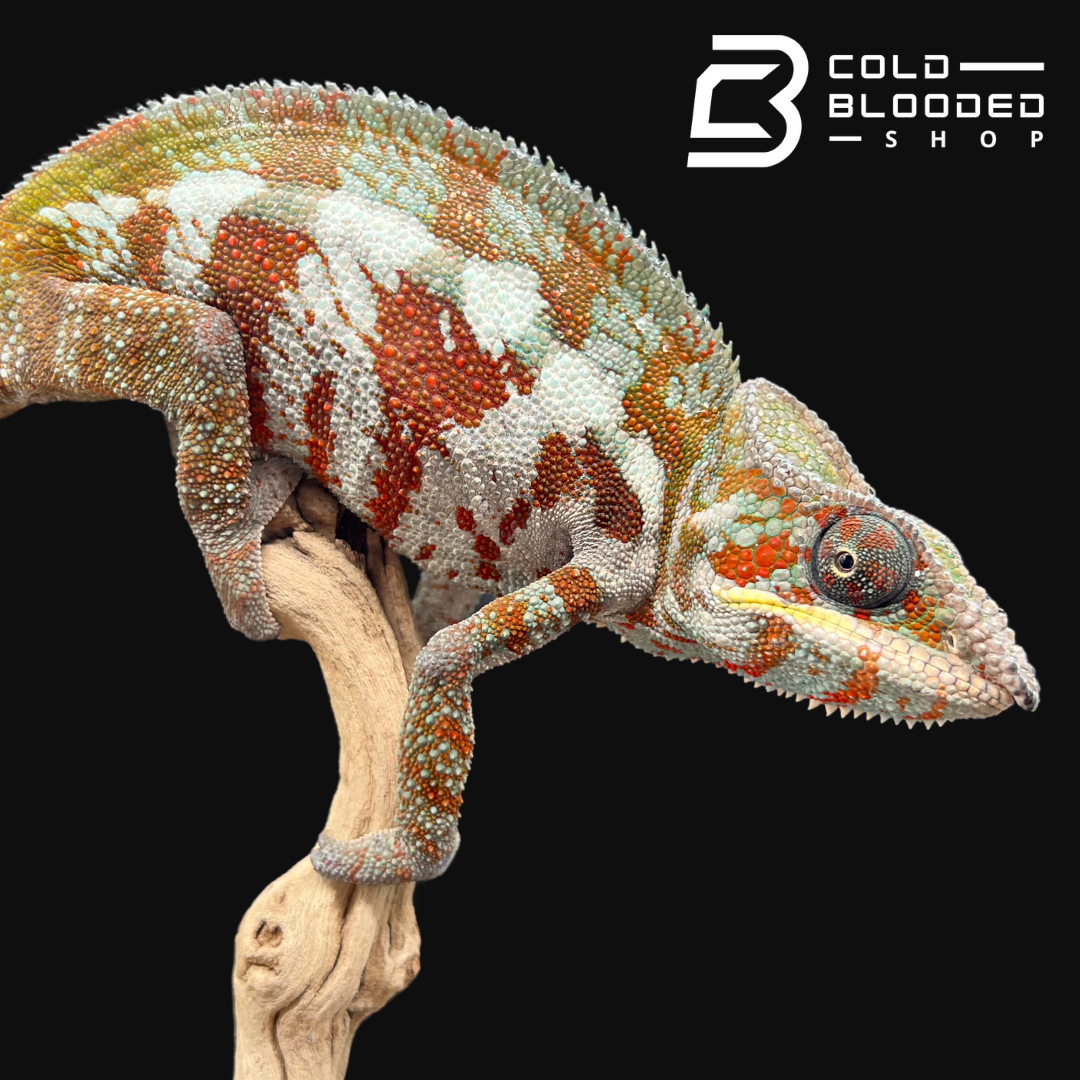 Panther Chameleon - Furcifer pardalis #2 - Cold Blooded Shop