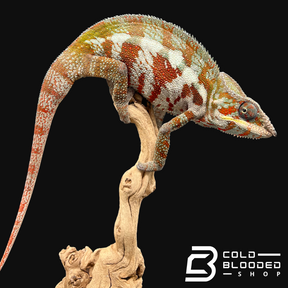 Panther Chameleon - Furcifer pardalis #2