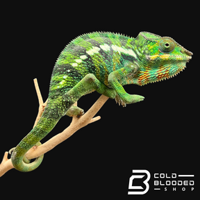 Panther Chameleon - Furcifer pardalis #3