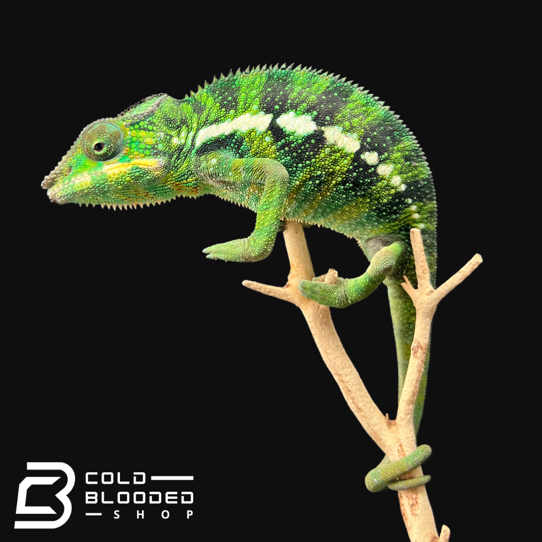 Panther Chameleon - Furcifer pardalis #3 - Cold Blooded Shop