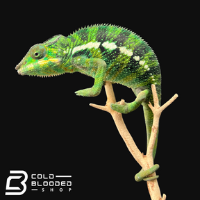 Panther Chameleon - Furcifer pardalis #3