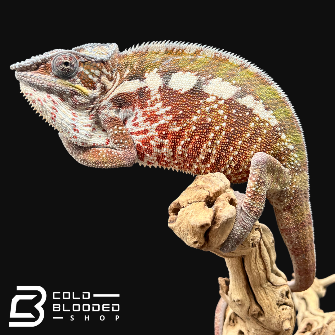 Panther Chameleon - Furcifer pardalis #4 - Cold Blooded Shop