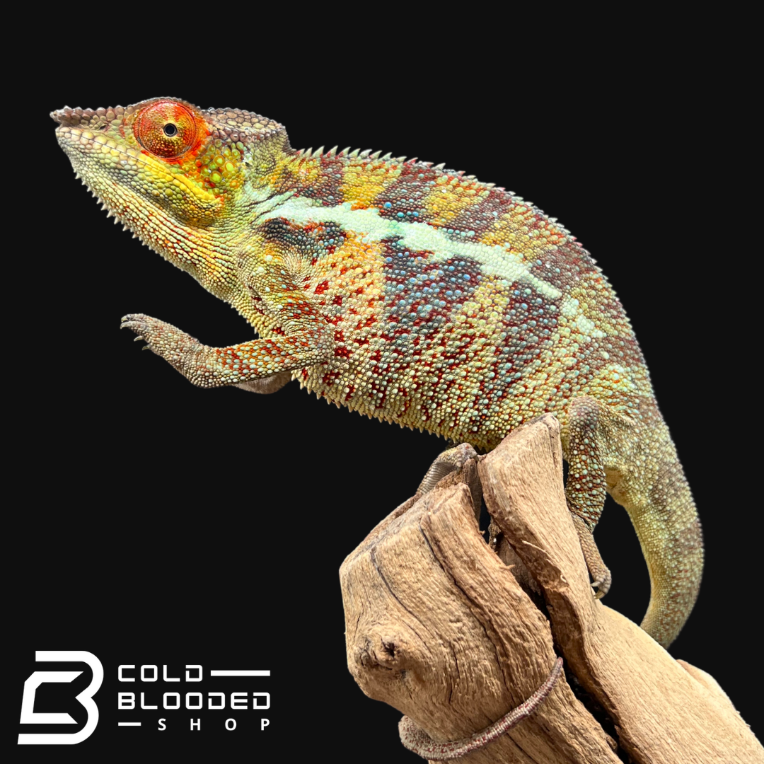 Panther Chameleon - Furcifer pardalis #5 - Cold Blooded Shop