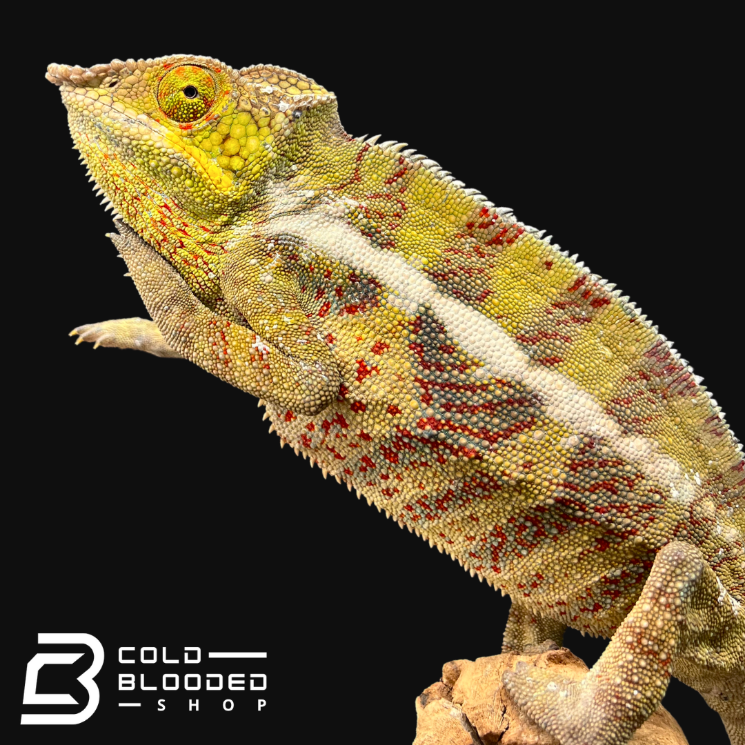 Panther Chameleon - Furcifer pardalis #6 - Cold Blooded Shop