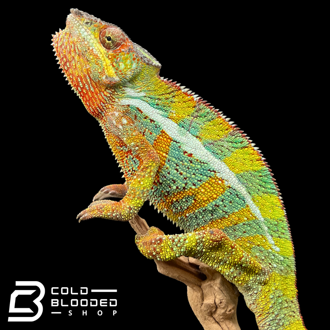 Panther Chameleon - Furcifer pardalis #7 - Cold Blooded Shop