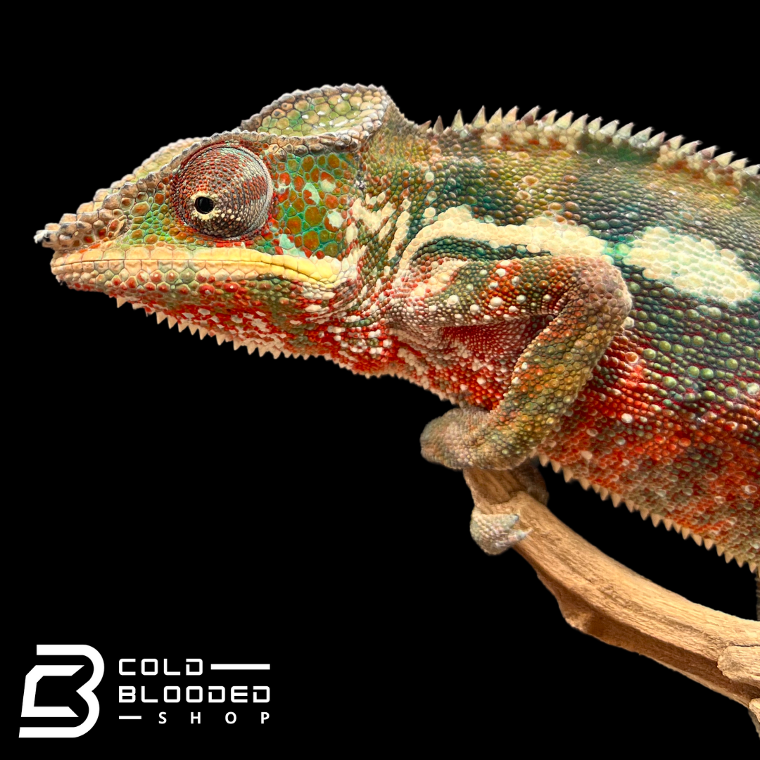 Panther Chameleon - Furcifer pardalis #8 - Cold Blooded Shop
