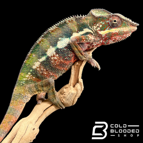 Panther Chameleon - Furcifer pardalis #8