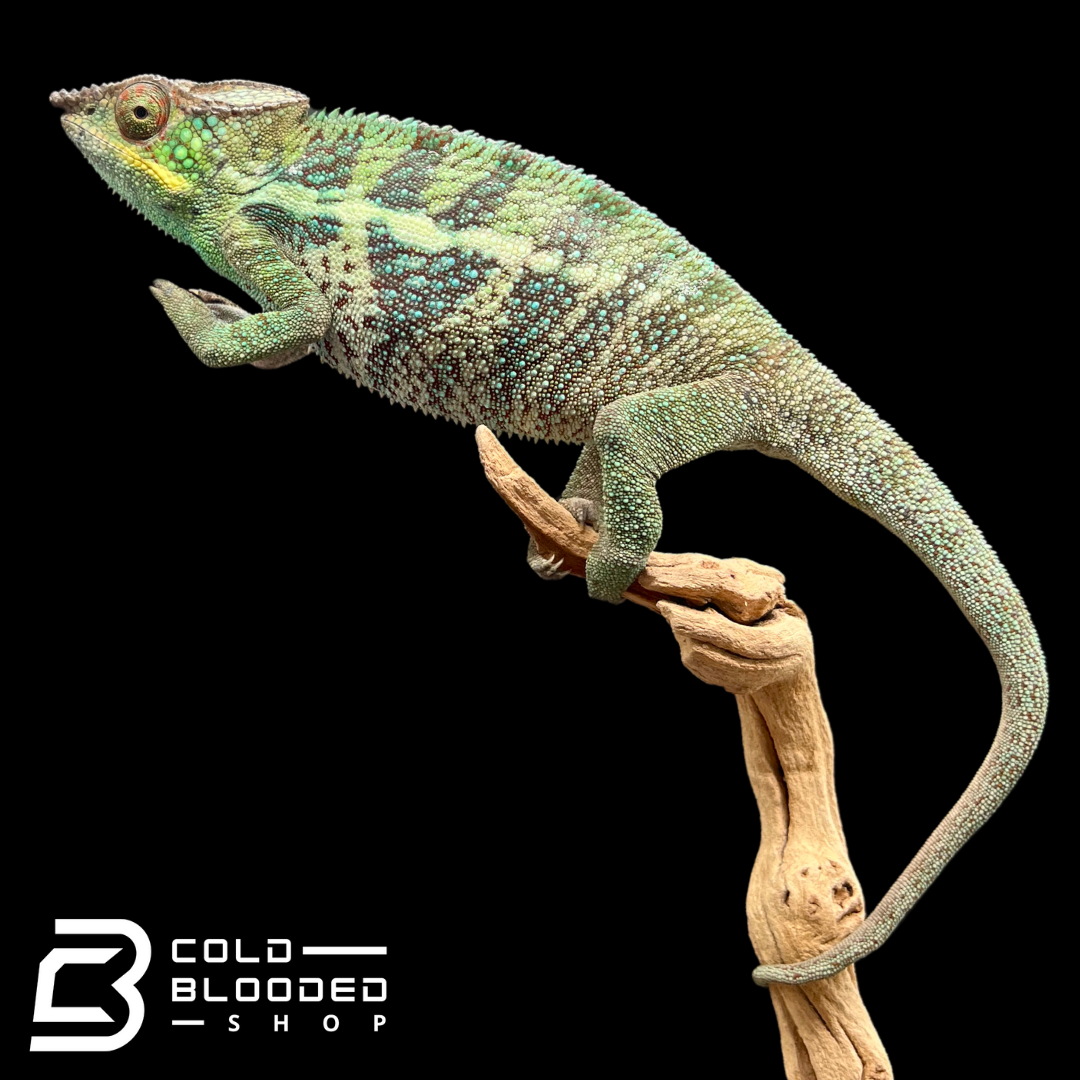 Panther Chameleon - Furcifer pardalis #9 - Cold Blooded Shop