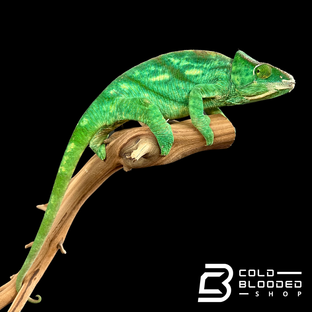 Adult Female Parson's Chameleon - Calumma parsonii