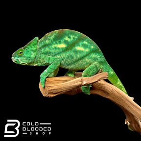 Adult Female Parson's Chameleon - Calumma parsonii