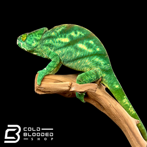 Adult Female Parson's Chameleon - Calumma parsonii