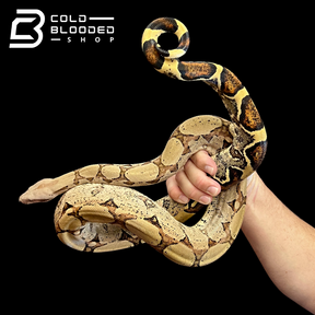 Adult Male Pastel Boa Constrictor - Boa Constrictor - Cold Blooded Shop
