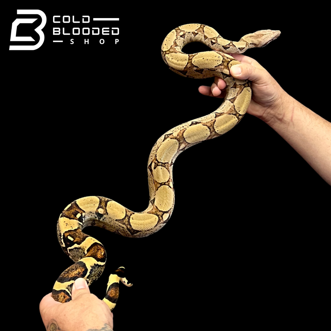 Adult Male Pastel Boa Constrictor - Boa Constrictor - Cold Blooded Shop