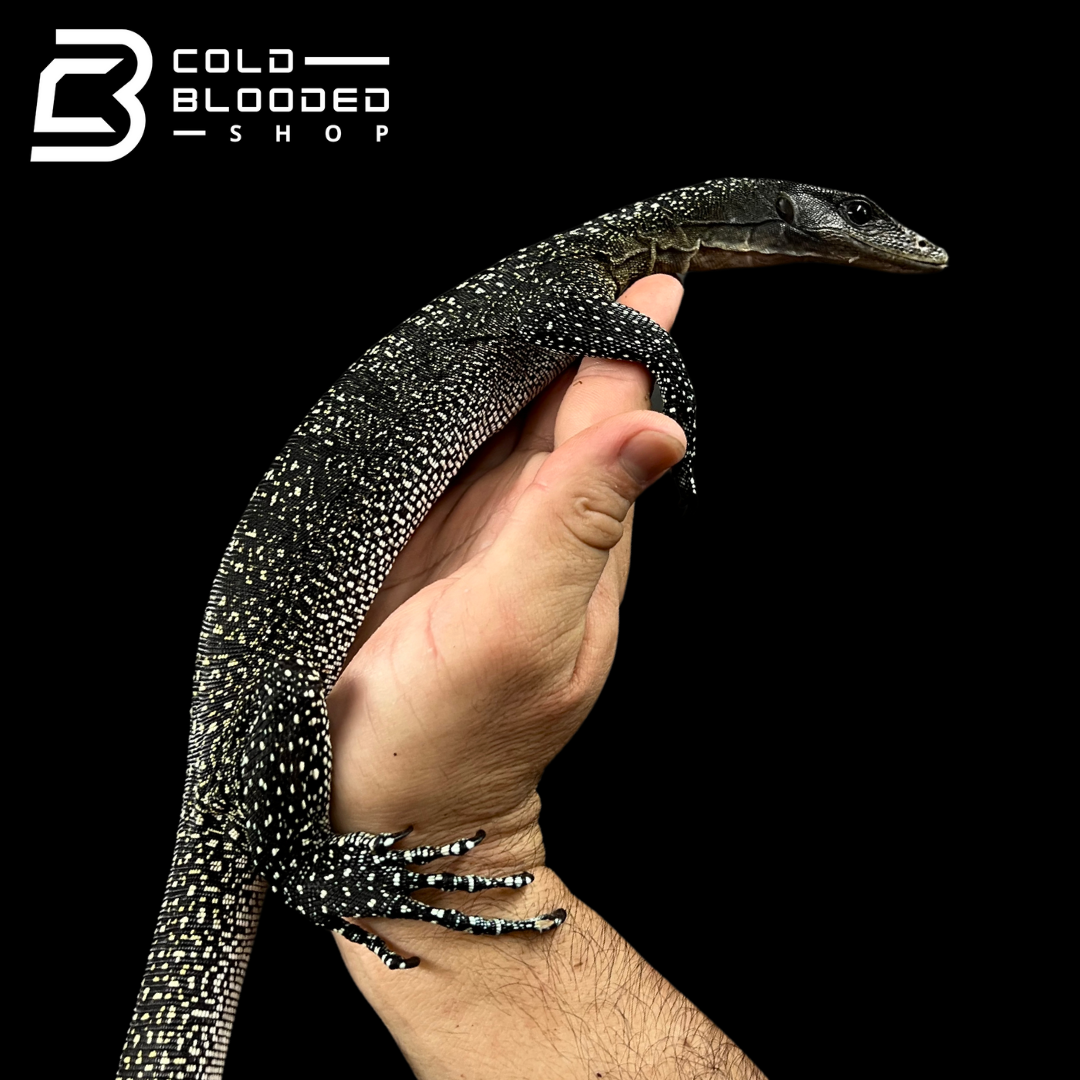 Batanta Island Peach-throated Monitor - Varanus jobiensis