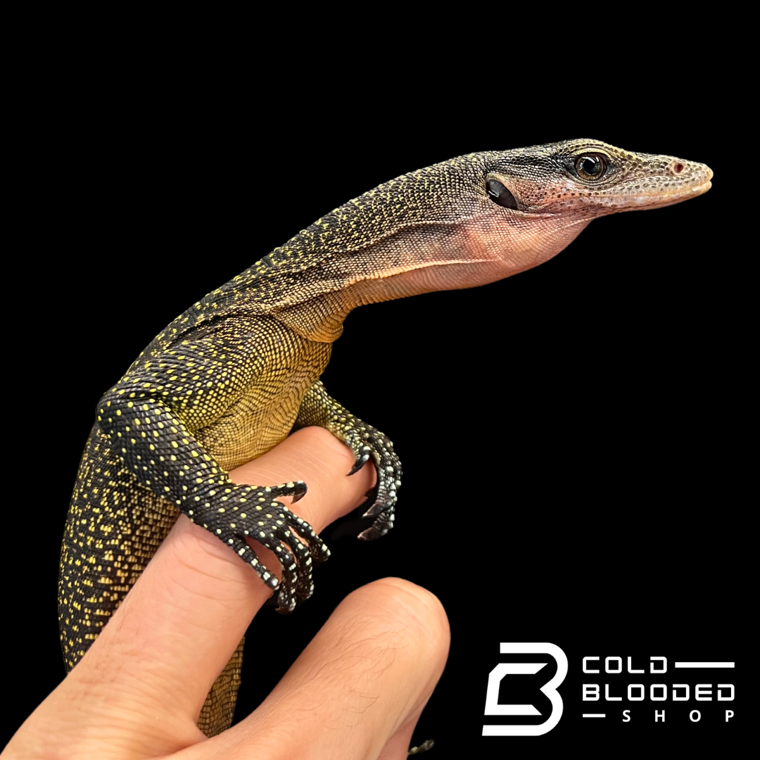 Peach-throated Monitors - Varanus jobiensis