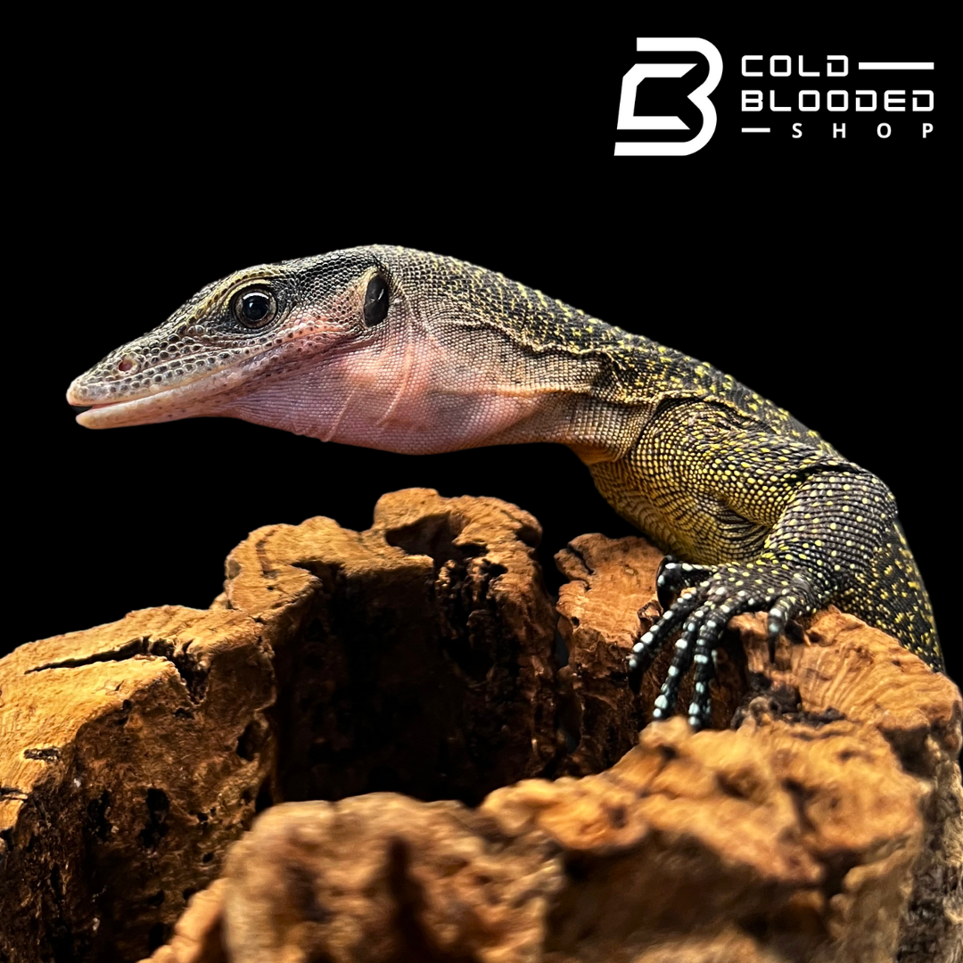 Peach-throated Monitors - Varanus jobiensis