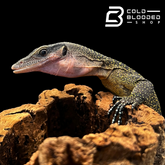 Peach-throated Monitors - Varanus jobiensis