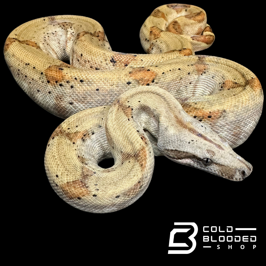 CBB Pearl island boa female # 3(ZOO STOCK) - Boa imperator sabogae