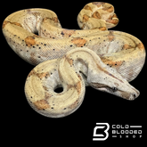 CBB Pearl island boa female # 3(ZOO STOCK) - Boa imperator sabogae