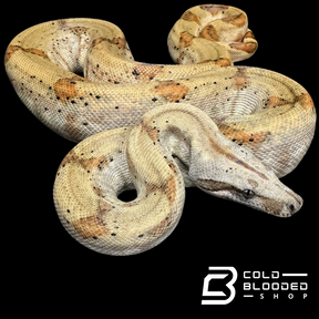 CBB Pearl island boa female # 3(ZOO STOCK) - Boa imperator sabogae