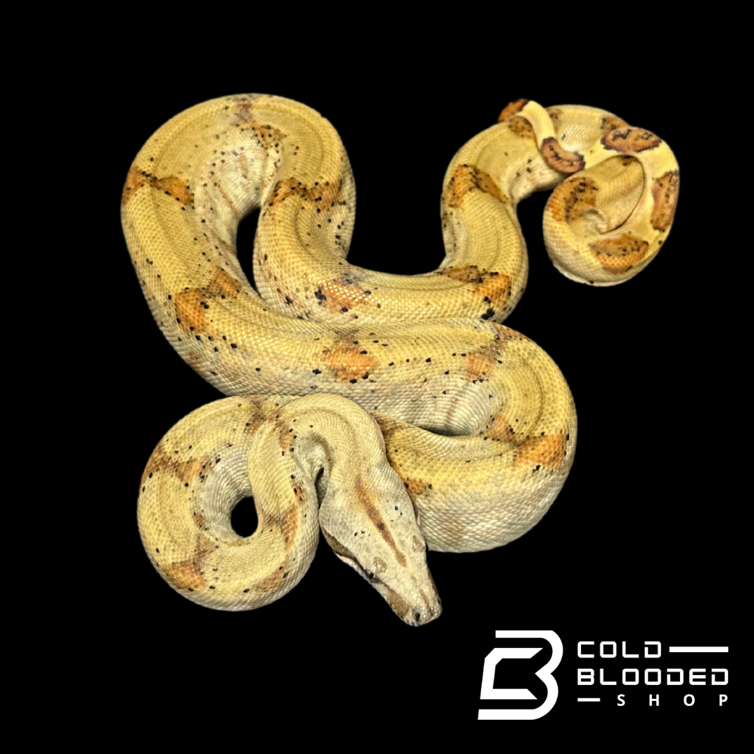 CBB Pearl island boa female # 3(ZOO STOCK) - Boa imperator sabogae