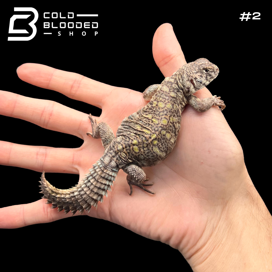 Baby Arabian Blue Uromastyx - Uromastyx philbyi