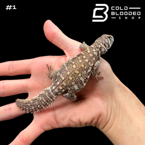 Baby Arabian Blue Uromastyx - Uromastyx philbyi